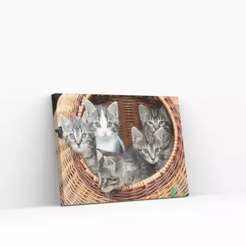 Pintar por Números – 5 gatitos en cesta de mimbre Moderno