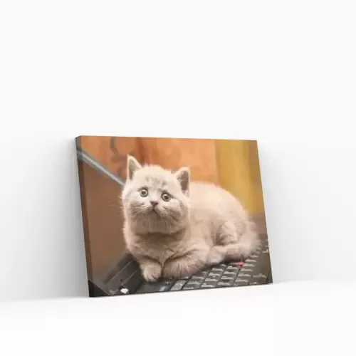 Pintar por Números – Gato en el portátil Garantía Incluida