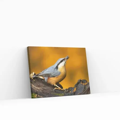 Pintar por Números – Trepador azul en la rama Última Oportunidad