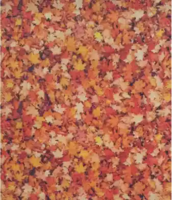 NATURALEZA HOJARASCA Última Versión