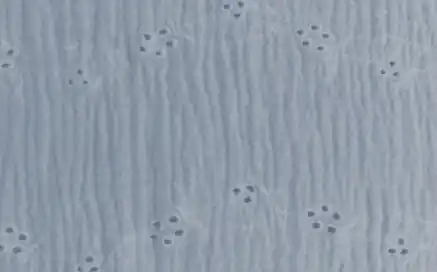 Última Oportunidad MUSELINA PERFORADA AZUL