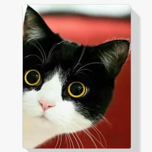 5D Pintura Diamante – Gato cara blanca y negra Oferta De Temporada