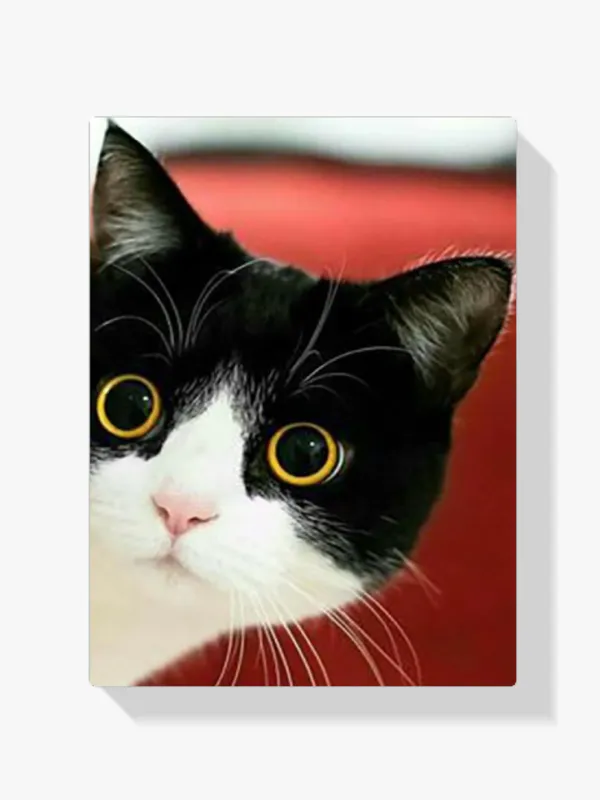 5D Pintura Diamante – Gato cara blanca y negra Oferta De Temporada