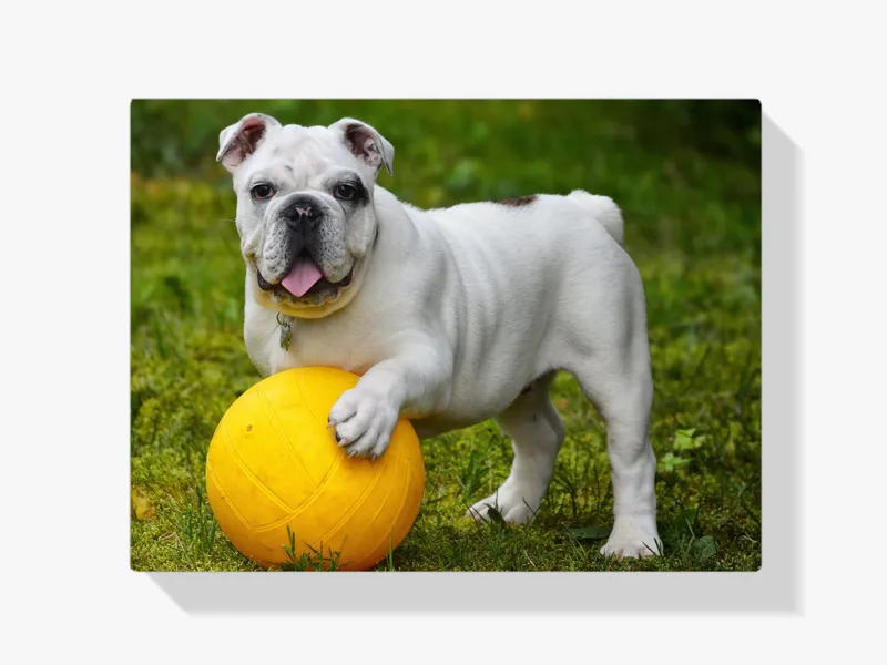 Pintura Diamante – Bulldog blanco con pelota Gran Oferta