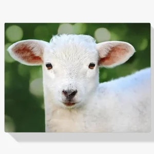 Solo Hoy Pintura Diamante – Corderito