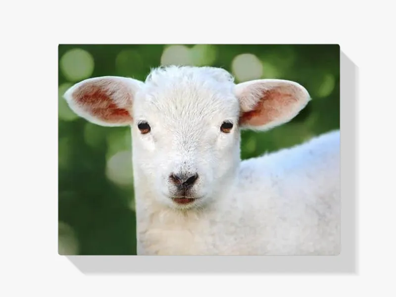 Solo Hoy Pintura Diamante – Corderito