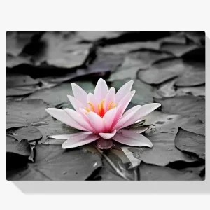 Solo Hoy Pintura Diamante – Foto en blanco y negro con nenúfar rosa