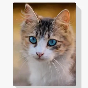 Alta Calidad Pintura Diamante – Gatito con ojos azules