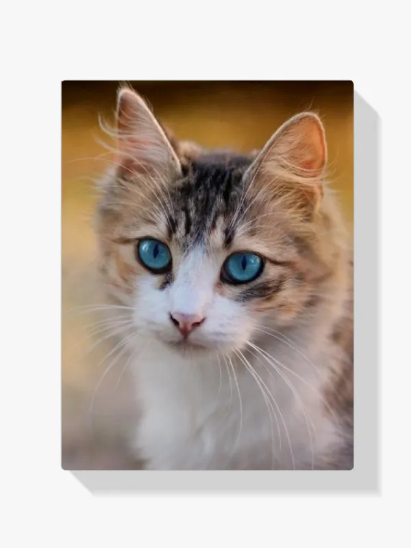 Alta Calidad Pintura Diamante – Gatito con ojos azules