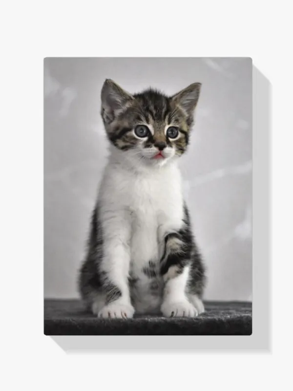 Pintura Diamante – Gatito de ojos grises Ordenar Ahora Mismo