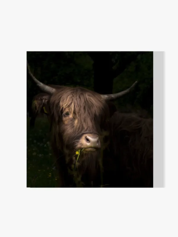 A Buen Precio Pintura Diamante – Ganado de las tierras altas escocesas con diente de león y hierba en la boca