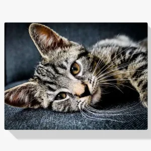 Garantía De Devolución De Dinero Pintura Diamante – Gatito dormido en el sofá