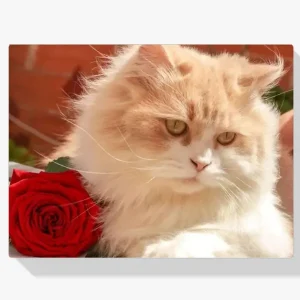 Pintura Diamante – Gato blanco con rosa Tendencia