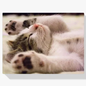 Pintura Diamante – Gato durmiendo Lujoso