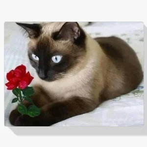 Pintura Diamante – Gato marrón con rosa Imprescindible (Must-Have)