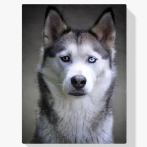 Marca Reconocida Pintura Diamante – Husky con ojos de cachorro