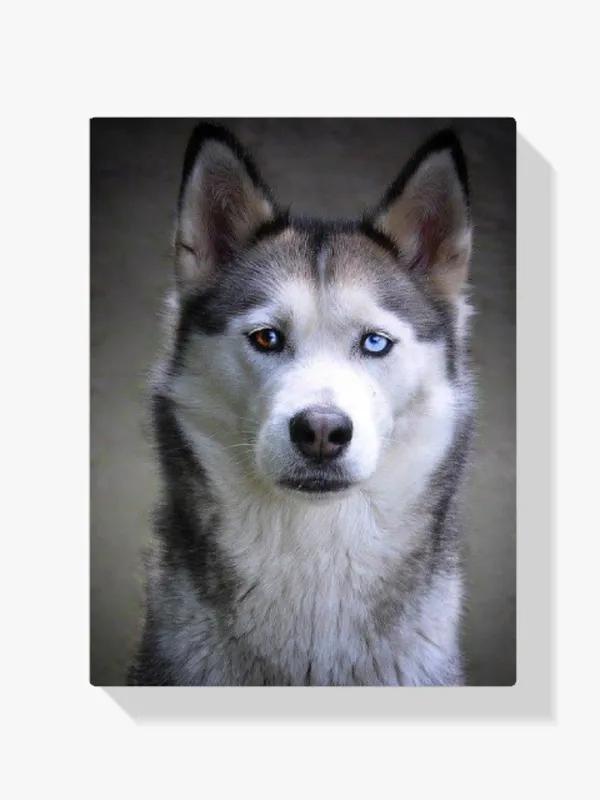 Marca Reconocida Pintura Diamante – Husky con ojos de cachorro