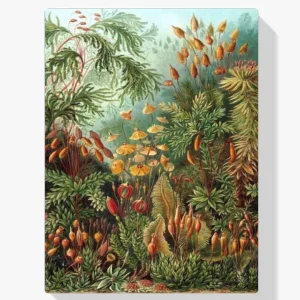 Pintura Diamante – Muscinae Alta Calidad