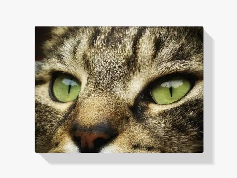 Precio De Oferta Pintura Diamante – Primer plano de un gato