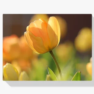 Pintura Diamante – Tulipán amarillo al sol Descuento