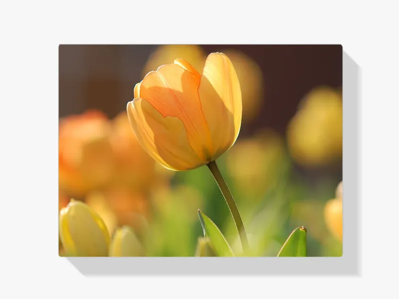 Pintura Diamante – Tulipán amarillo al sol Descuento