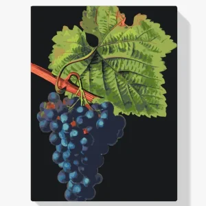Pintura Diamante – Uvas de vendimia Garantía Incluida