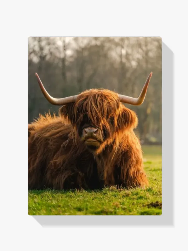 Pintura Diamante – Vaca de las tierras altas escocesas de cerca Nuevo Modelo