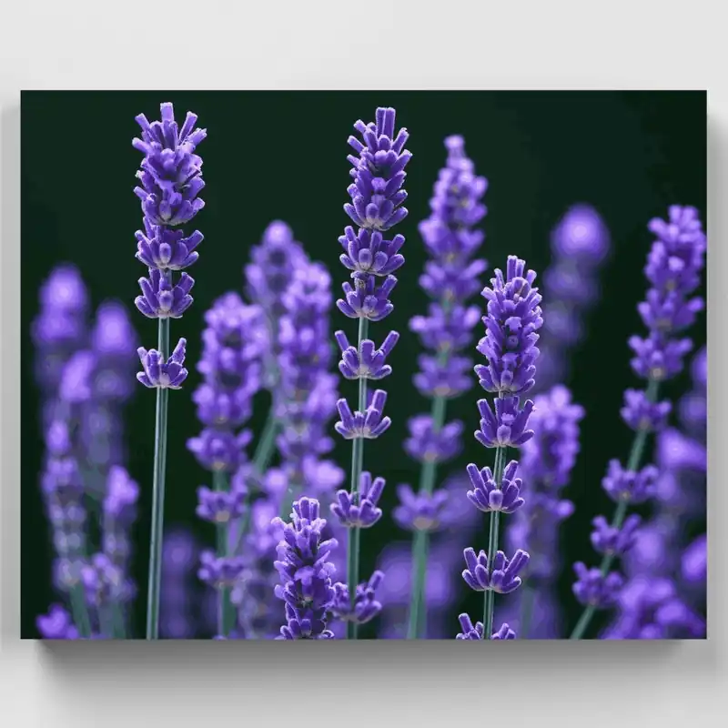 Flores de Lavanda Morada - Kit de pintar por números - Lienzo Enrollado / 24 Colores Gran Oferta