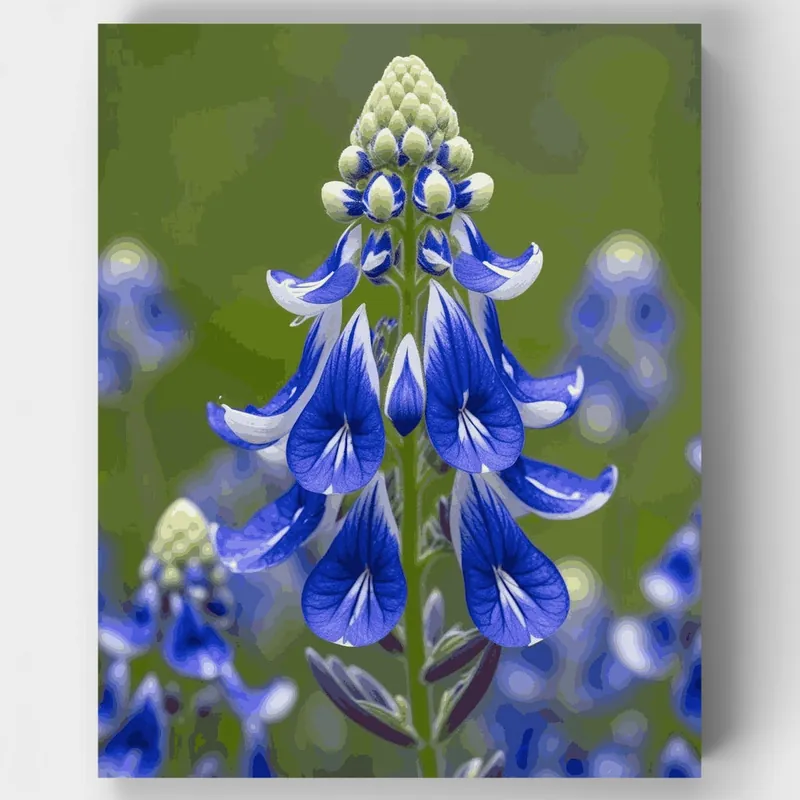 Envío Gratis Flor Silvestre Lupino Azul - Kit de pintar por números - Lienzo Enrollado / 24 Colores