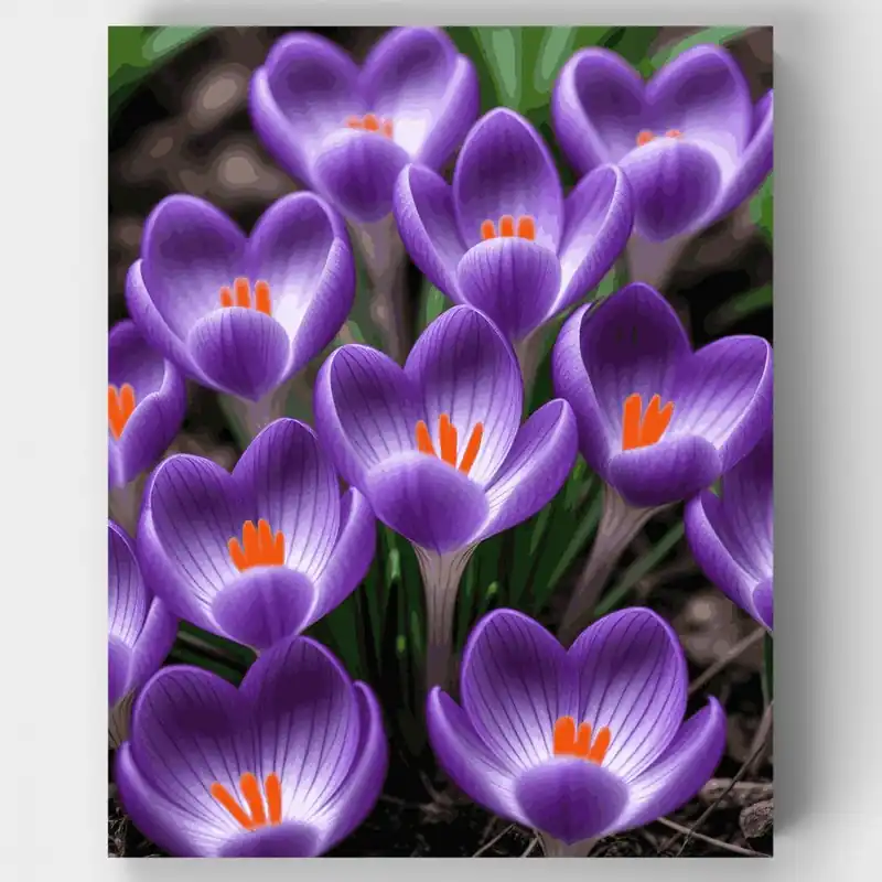 Solo Por Tiempo Limitado Flores de Azafrán Morado - Kit de pintar por números - Lienzo Enrollado / 24 Colores
