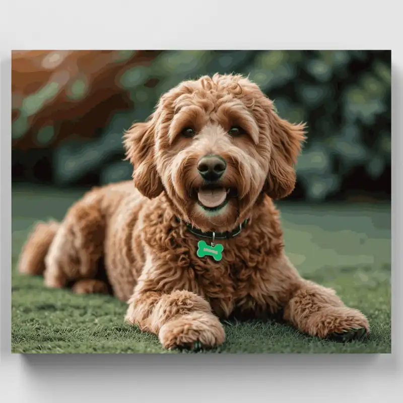 Devolución Gratuita Labradoodle Feliz - Kit de pintar por números - Lienzo Enrollado / 24 Colores