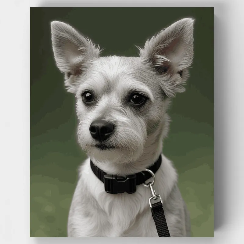 Garantía Incluida Retrato de Schnauzer Blanco Adorable - Kit de Pintar por Números - Lienzo Enrollado / 24 Colores