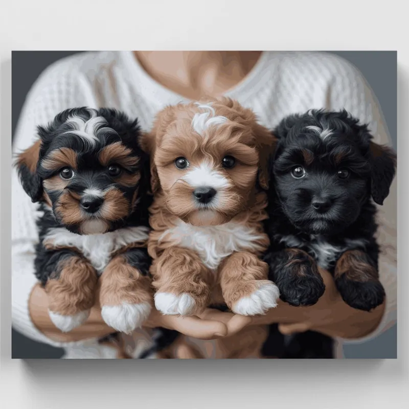 Tres Adorables Cachorros Cavapoo - Kit de pintar por números - Lienzo Enrollado / 24 Colores Precio De Oferta