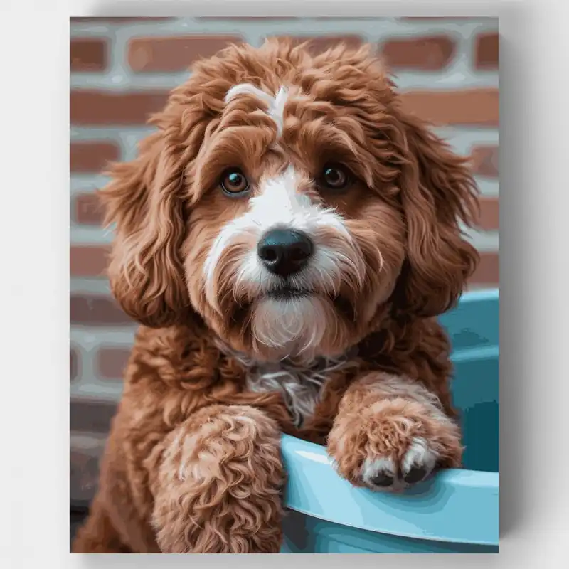 Cavapoo Rizado con Ojos Conmovedores - Kit de pintar por números - Lienzo Enrollado / 24 Colores Última Oportunidad