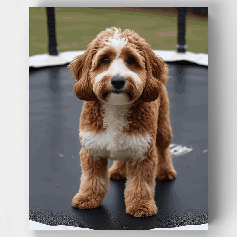 Cavapoo en Trampolín - Kit de pintar por números - Lienzo Enrollado / 24 Colores Artesanal