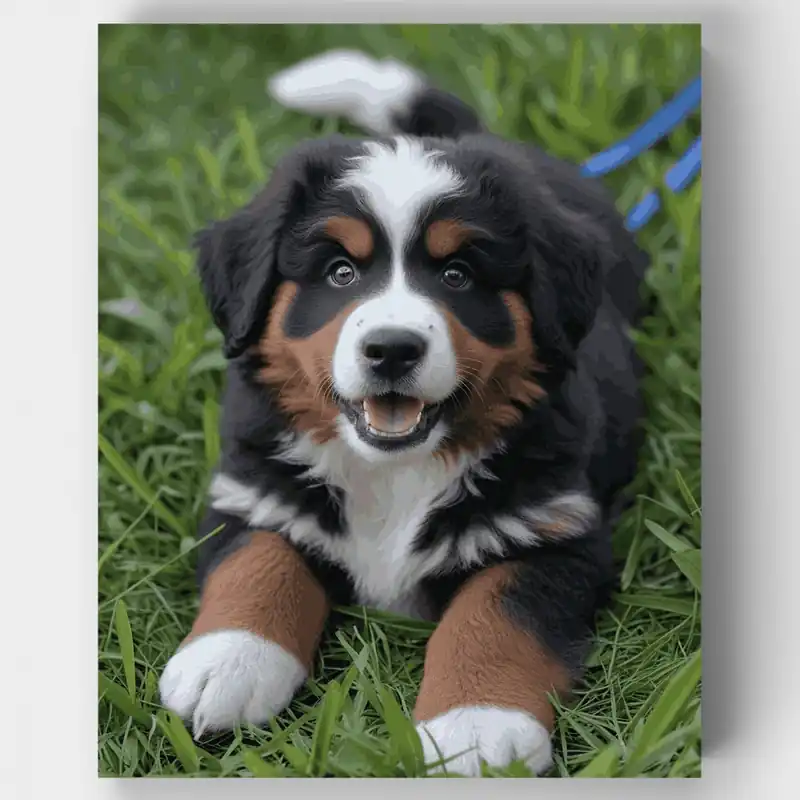 Cachorro Alegre de Boyero de Berna en el Césped - Kit de pintar por números - Lienzo Enrollado / 24 Colores Stock Limitado